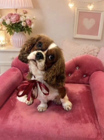 Cavalier King Charles spaniel