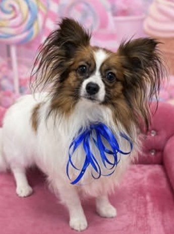 Papillon po pielęgnacji